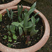Tulips and daffs starting to emerge