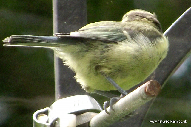 Young Blue Tits