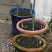 Three more large containers full of spring flowers