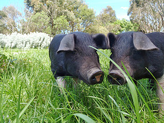 happy days for piglets