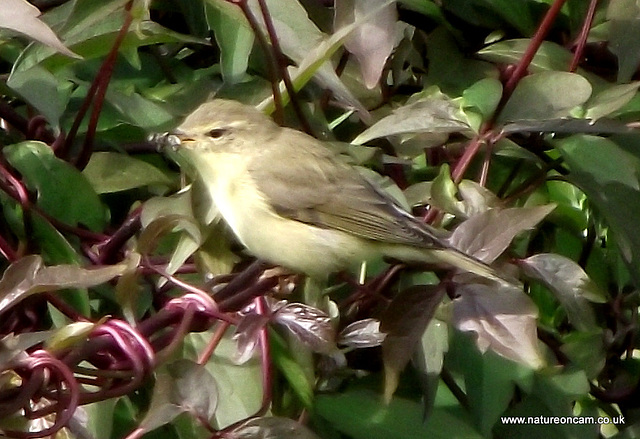 Chiffchaff