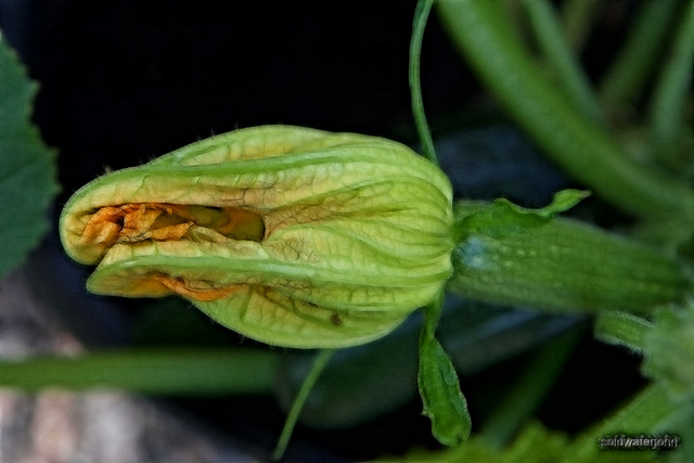 Courgette flower