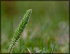 Fuzzy Wild Grass