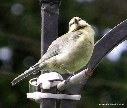 Young Blue Tit