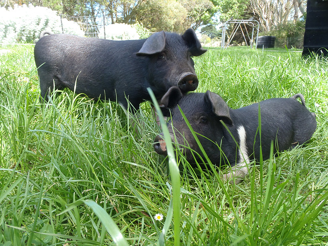 happy days for piglets