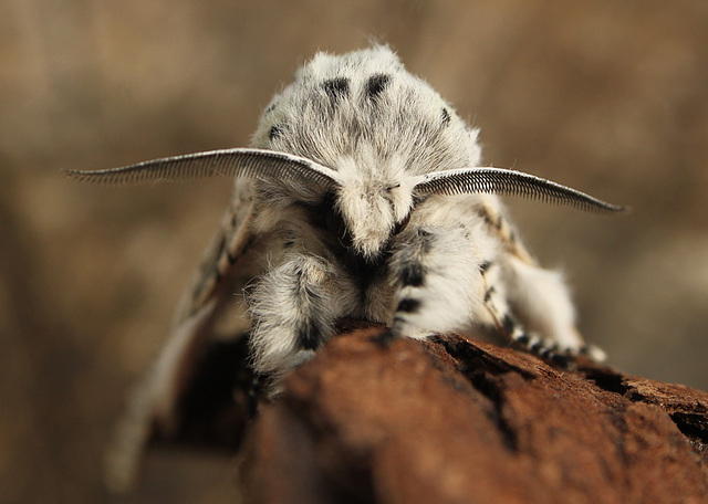 Puss Moth Face