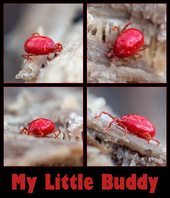 My Little Buddy, the Clover Mite!