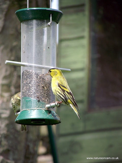 Siskin