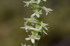 Piperia transversa