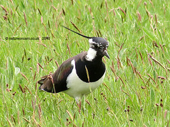 Lapwing