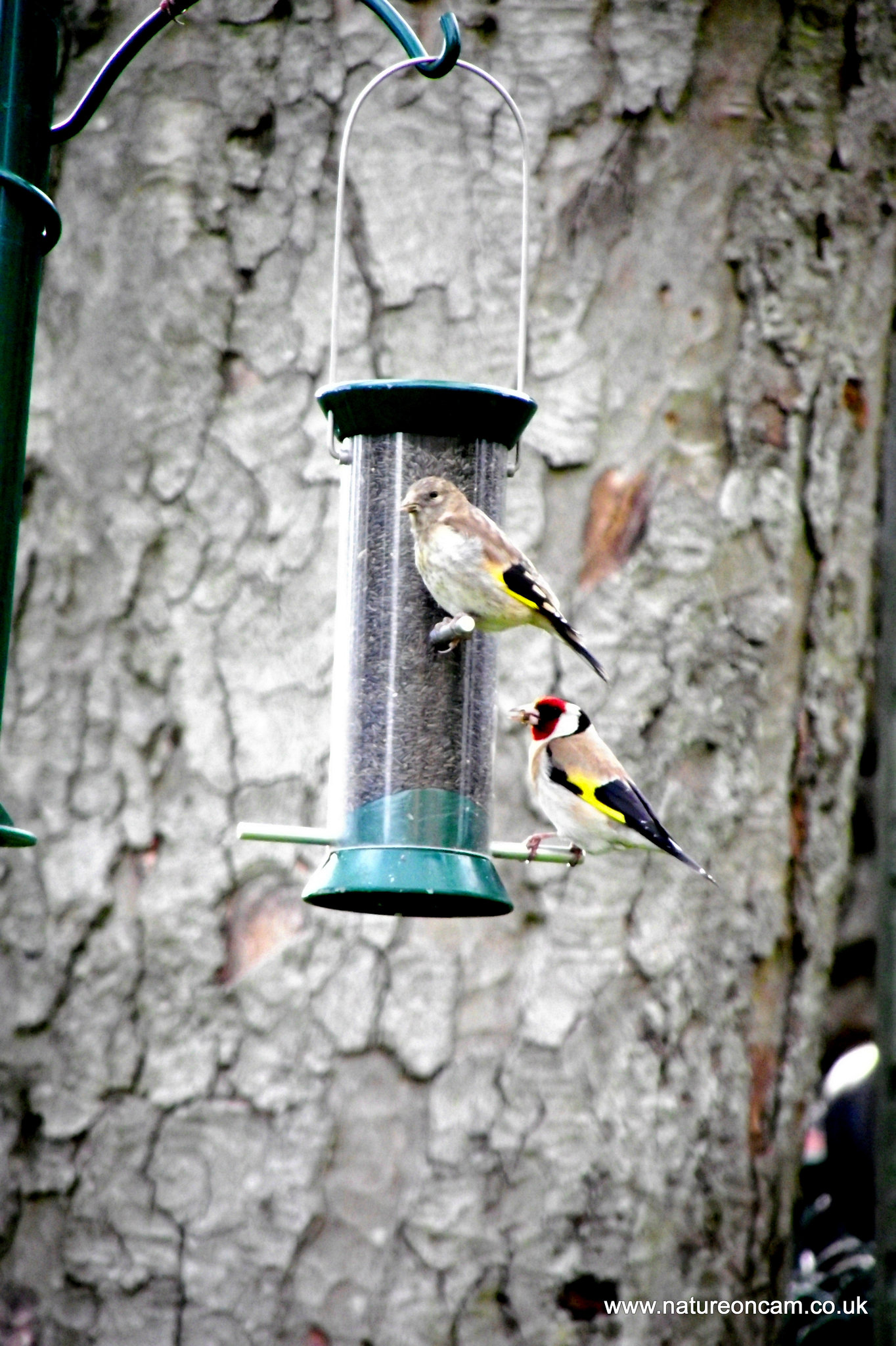 Goldfinch