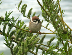 Tree Sparrow