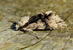 Alder Moth