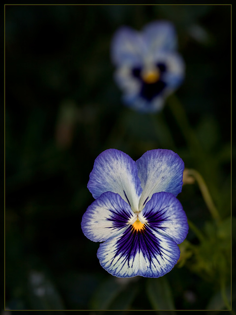 Pair of Pansies