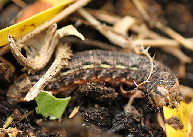 Patio Life: Setaceous Hebrew Character