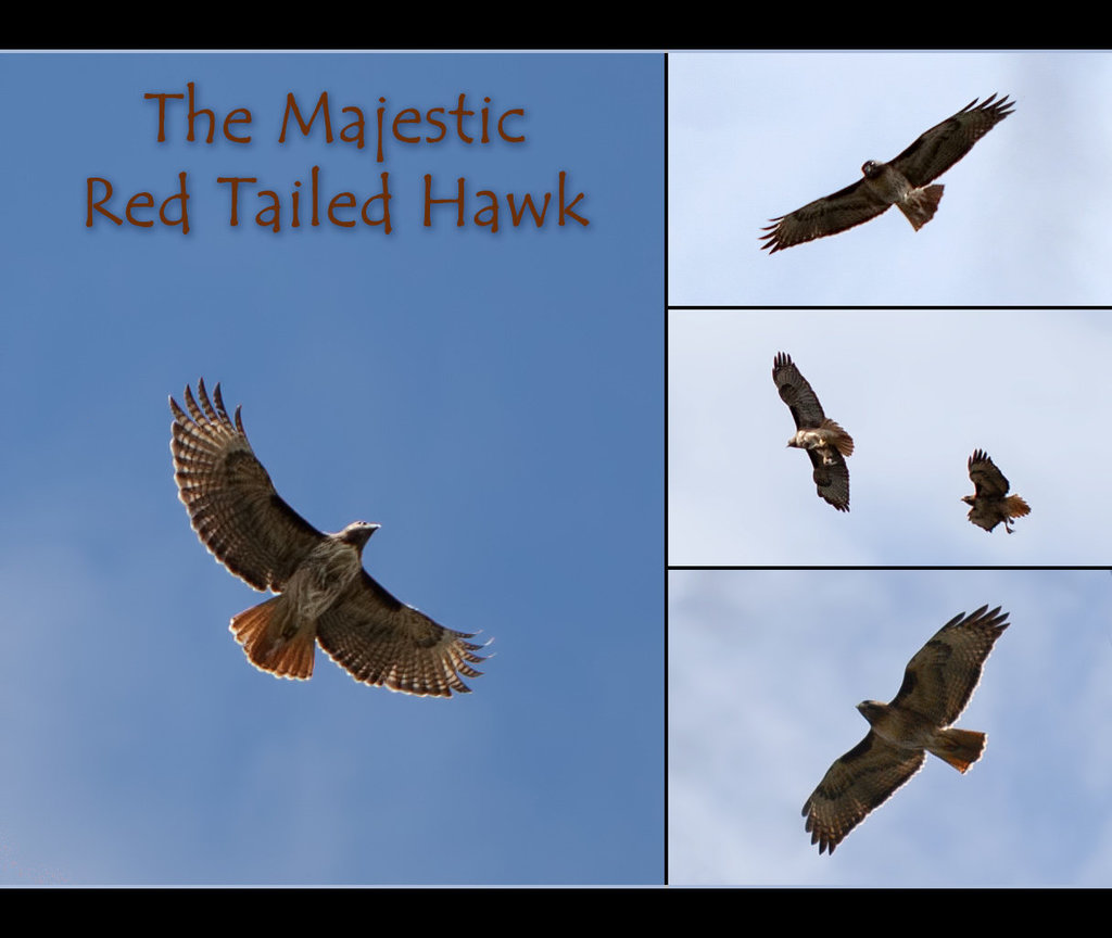 The Majestic Red-Tailed Hawk