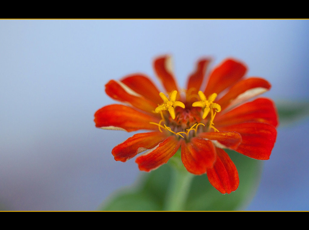 French Marigold (Explore #44)