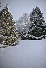 Dawn snow series - garden conifers