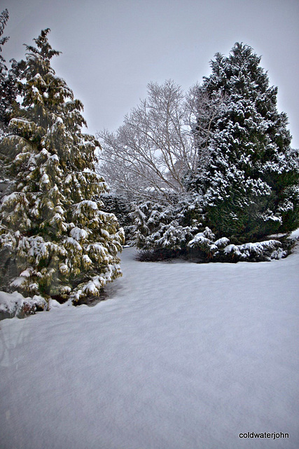 Dawn snow series - garden conifers