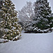 Dawn snow series - garden conifers