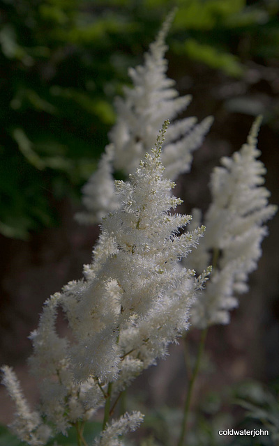 Summer Garden in northern Scotland - White astilbes - perennial