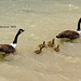 Canada Geese with chicks