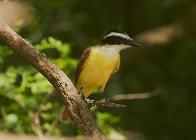 Great Kiskadee