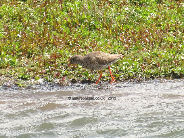 Redshank