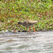 Redshank