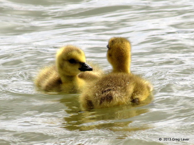 Fluffy Ducks!