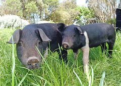 happy days for piglets
