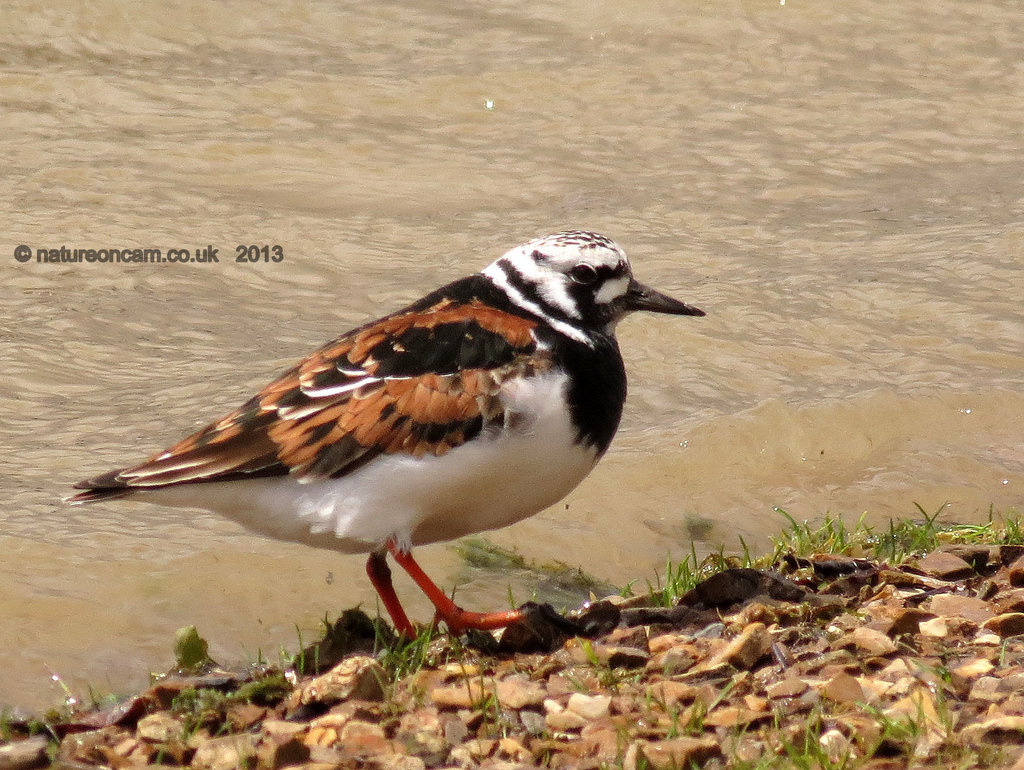 Little Ringed Plover