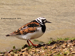 Little Ringed Plover