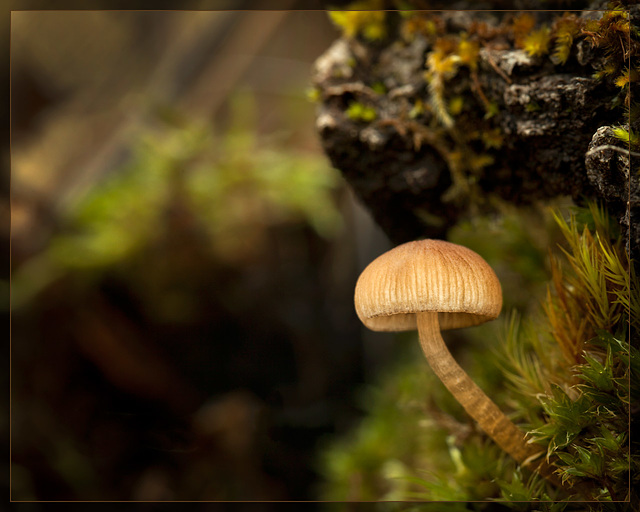 The Brave Little Mushroom