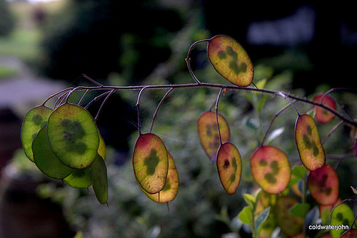 Summer Garden - Honesty