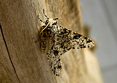 Peppered Moth