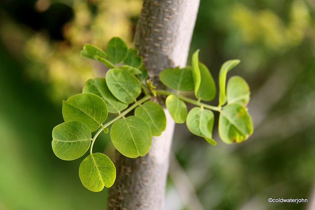 Robinia Pseudoacacia Foliage in May