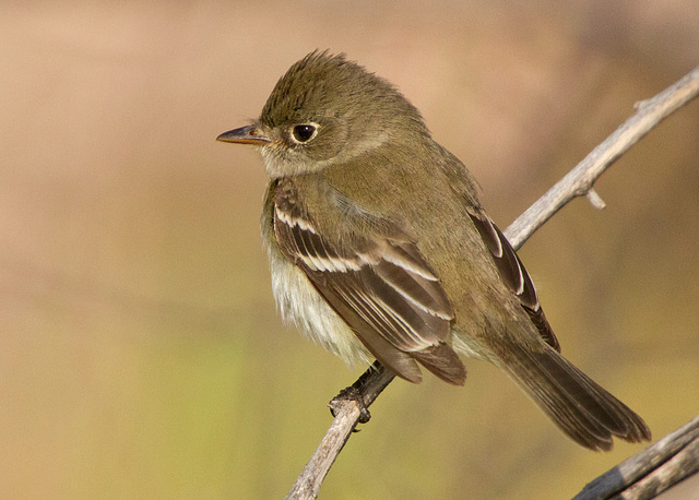 Least Flycatcher