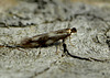 Bucculatrix nigricomella
