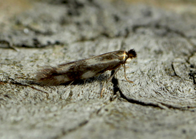 Bucculatrix nigricomella