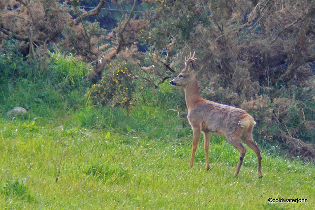 Roe deer buck in this afternoon's downpour