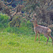 Roe deer buck in this afternoon's downpour
