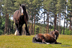 Early summer grazing