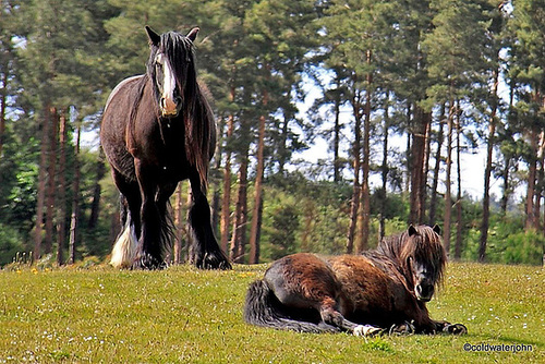 Early summer grazing