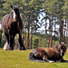 Early summer grazing