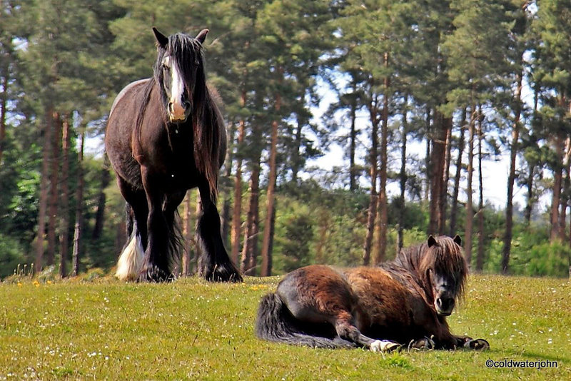 Early summer grazing
