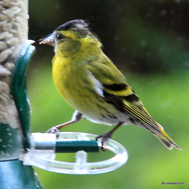 Male siskin on the feeder