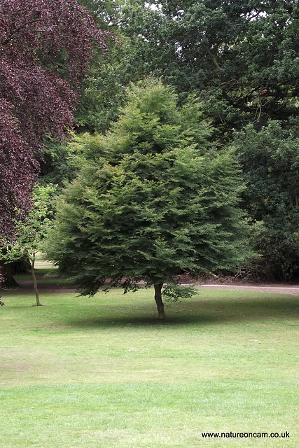 Yorkshire Sculpture Park