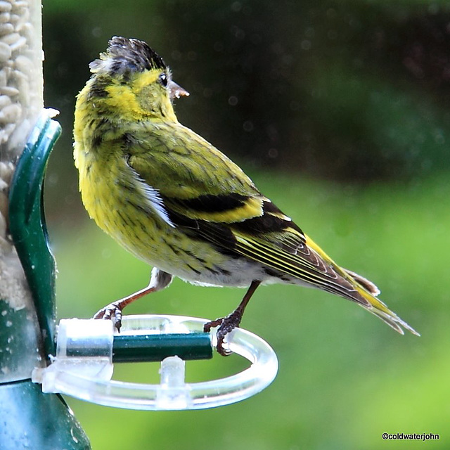 Male siskin on the feeder 5794652022 o