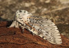 Puss Moth Female